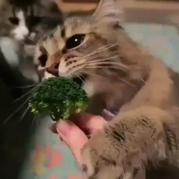 Cate Eat Bites Broccoli GIF