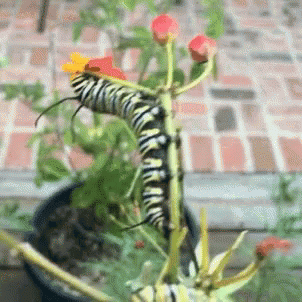 Caterpillar Eating Flower GIF