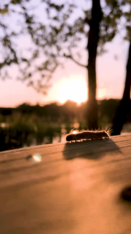 Caterpillar Moving At Sunset GIF