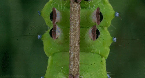 Caterpillar Moving Upwards GIF