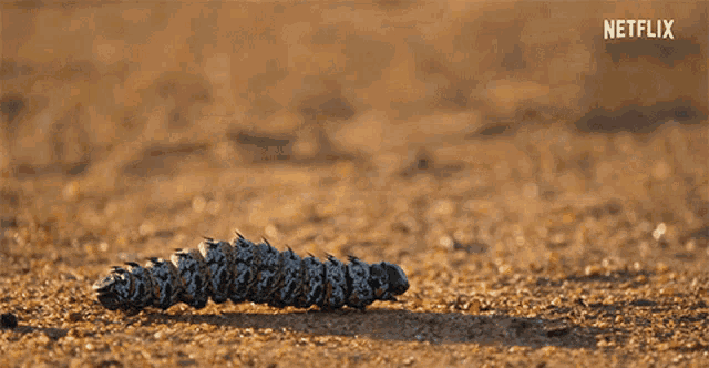 Caterpillar Slowly Moving GIF