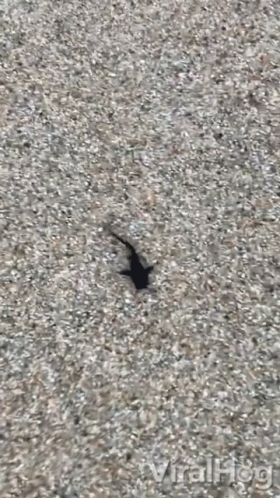 Catfish 280 X 498 Gif GIF