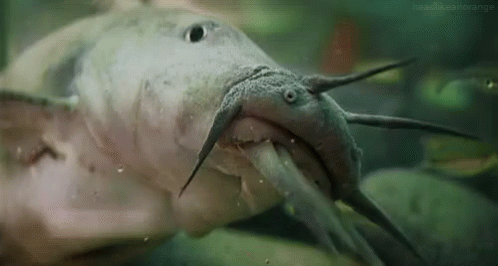 Catfish Eating Scene GIF