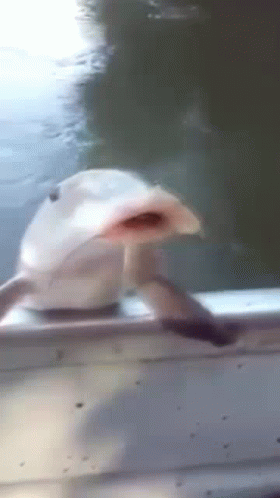 Catfish Feeling Hungry GIF