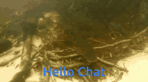 Catfish Hello Chat GIF