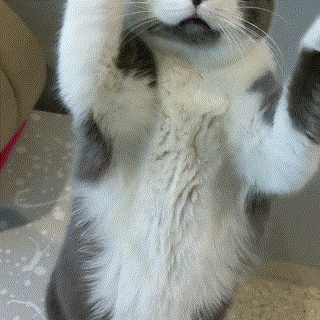 Catjam Cute Cat Dance Yawning GIF