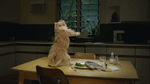 Catjam Fluffy Cat Tabletop Sexy Dance GIF