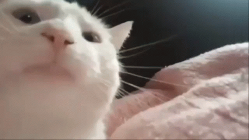Catjam Gif File 14984kb GIF