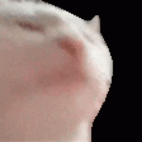 Catjam Gif File 2179kb GIF