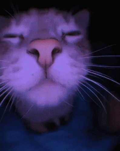 Catjam Gif File 28949kb GIF
