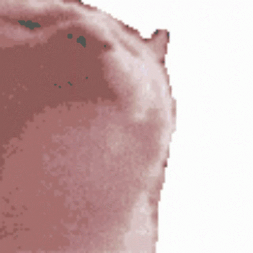 Catjam Gif File 3202kb GIF