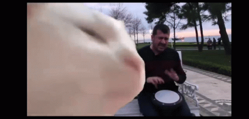 Catjam Gif File 5078kb GIF