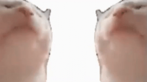 Catjam Gif File 8024kb GIF
