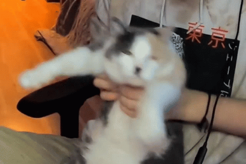 Catjam Gif File 8648kb GIF