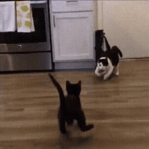 Cats Acrobatic Wrestling Match GIF