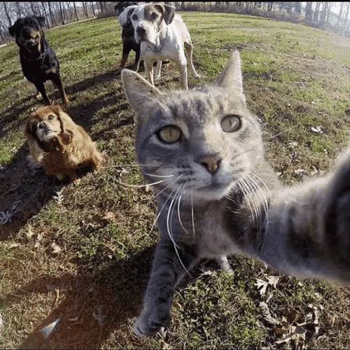Cats And Dog Selfie GIF