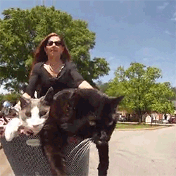 Cats And Lady Riding Cycle GIF