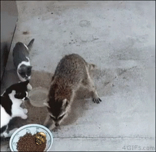 Cats and Raccoon Eating From Bowl