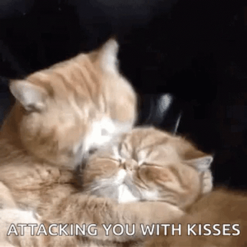 Cats Attacking You With Kisses GIF