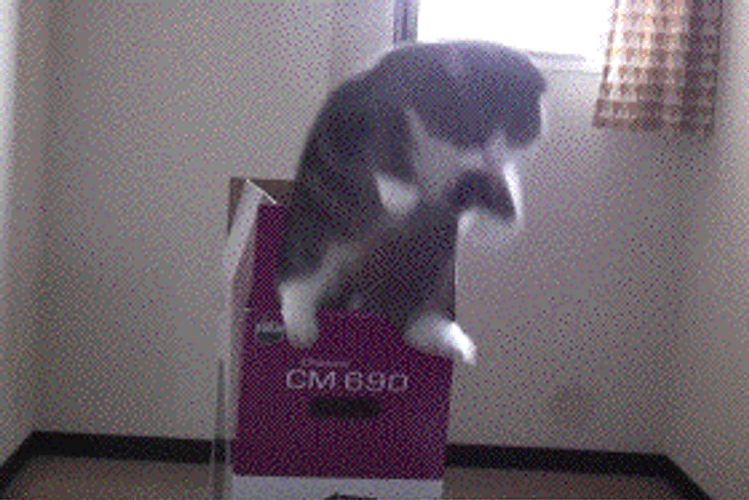cat scared jump gif