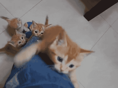 Cats Climbing Leg GIF