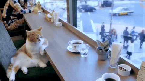 Cats Cozy Espresso Moment GIF