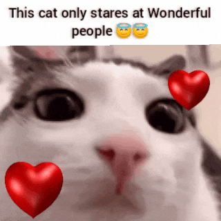 Cats Cute Gif GIF