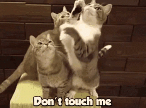 Cats Dont Touch Me GIF