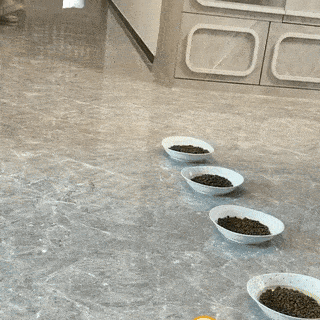 Cats Eating From Bowls on Counter