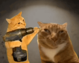 Cats Holding Drill and Hammer