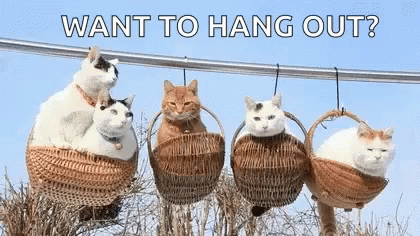 Cats In Wicker Baskets Want To Hang Out GIF