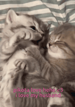 Cats Laying on Bed With Pikota Love Hele