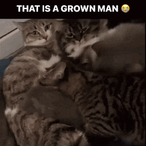 Cats Laying on Each Other Saying That Is a Grown Man