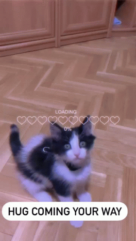 Cats Laying Sweet Hug for Special Fella