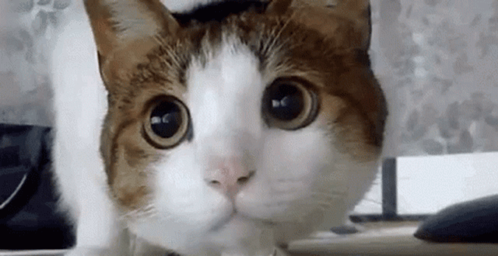 Cats Looking Around Big Eyes Searching GIF