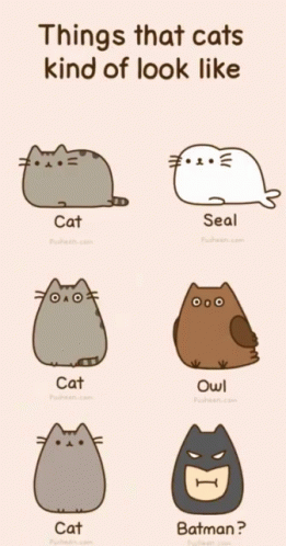 Cats Looking Like Seal Owl Batman