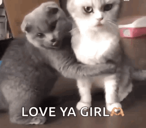 Cats Love Ya Girl GIF