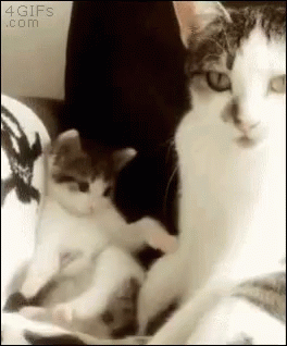 Cats Lying on Couch