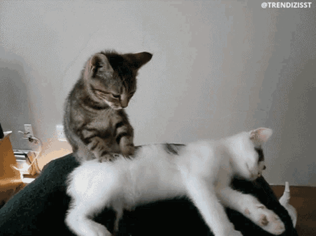 Cats Massage Gif GIF