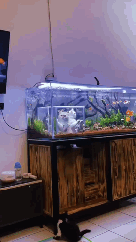 Cats Observing Fish From Aquarium Viewing Box GIF