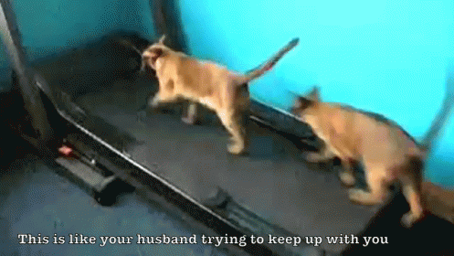 Cats On A Treadmill GIF