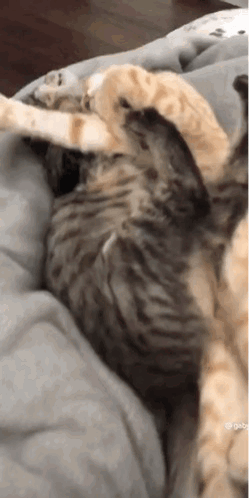 Cats On Blanket Snuggles GIF