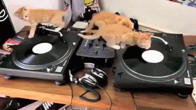 Cats On Dj Screw Disc GIF