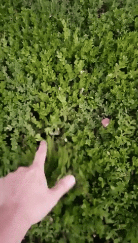 Cats Playing In The Bush GIF
