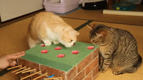 Cats Playing Whack A Mole GIF