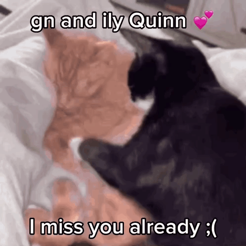 Cats Saying GN ILY Quinn I Miss You
