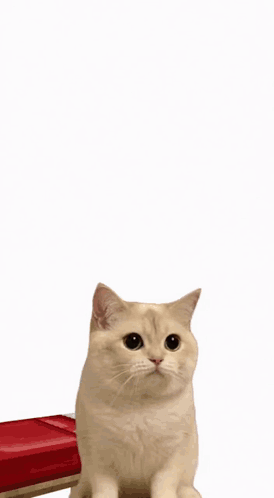 Cats Sitting In A Row Looking At Camera GIF