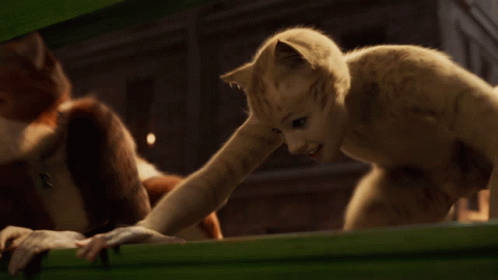 Cats Taylor Swift And Danny Collins Sneaking In GIF