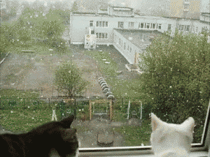 Cats Watching While Snowing Outside GIF