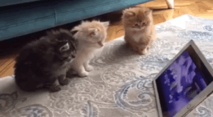 Cats Watching Youtube GIF